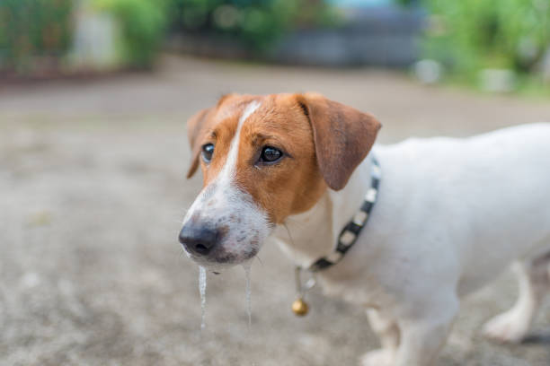istock Little Jack Russell Terrier dog is sick 958043958