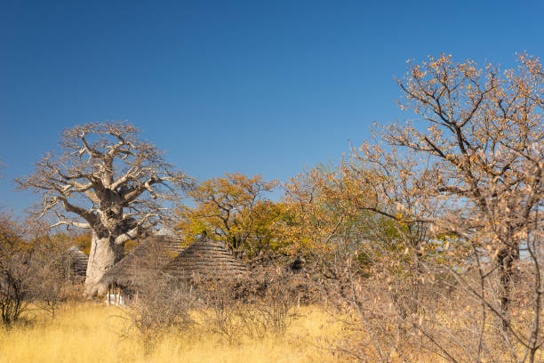 pianta di baobab e luna nella savana africana con cielo cristallino. botswana, una delle destinazioni di viaggio più attraenti in africa. - clear sky branch tree trunk uncultivated foto e immagini stock