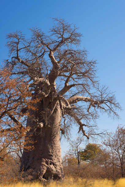 pianta di baobab e luna nella savana africana con cielo cristallino. botswana, una delle destinazioni di viaggio più attraenti in africa. - clear sky branch tree trunk uncultivated foto e immagini stock