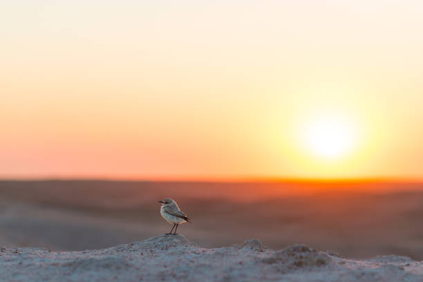 istock Bird watching in Africa, colorful sunset, desert landscape, Namibia. 958044452