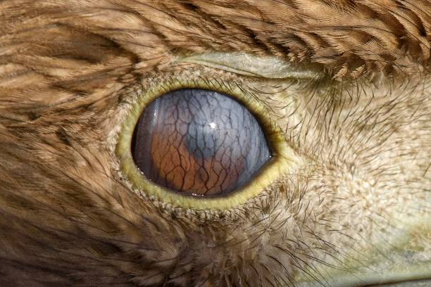 istock eagle eye close-up, eye of the White tailed Eagle (Haliaeetus albicilla) 958045494