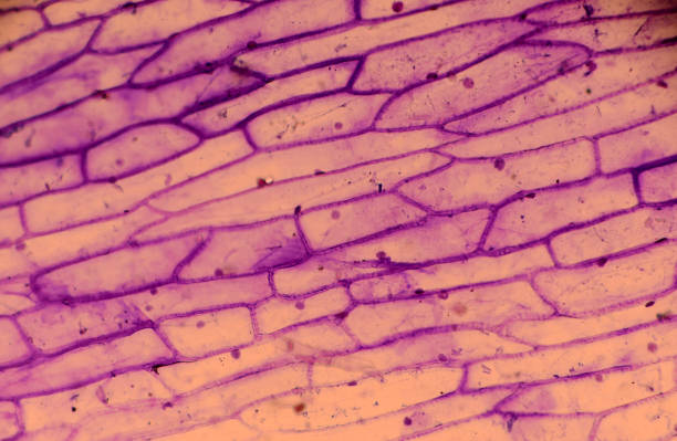 istock Microscopy of onion skin 958046024