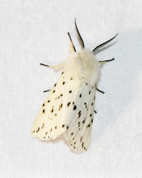 falena ermellino bianca (spilosoma lubricipeda) - ermine moth flash foto e immagini stock
