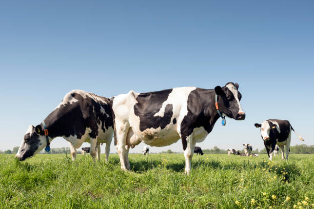 vacas en el prado dutch día soleado de verano en holanda del sur - cow field dutch culture netherlands fotografías e imágenes de stock