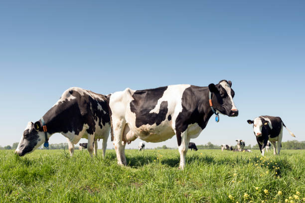 vacas em holandês prado num dia ensolarado de verão no sul da holanda - cow field dutch culture netherlands - fotografias e filmes do acervo