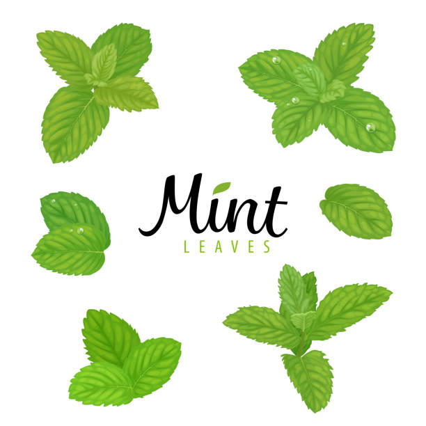 Branch of green mint leaves on white background template. Branch of green mint leaves on white background template. Vector set of element for advertising, packaging design of tea products. mint leaf culinary stock illustrations