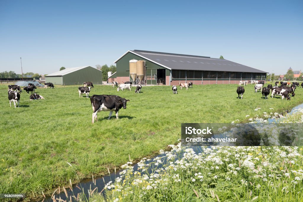 Kühe im niederländischen Wiese an sonnigen Sommertag in Südholland - Lizenzfrei Agrarbetrieb Stock-Foto