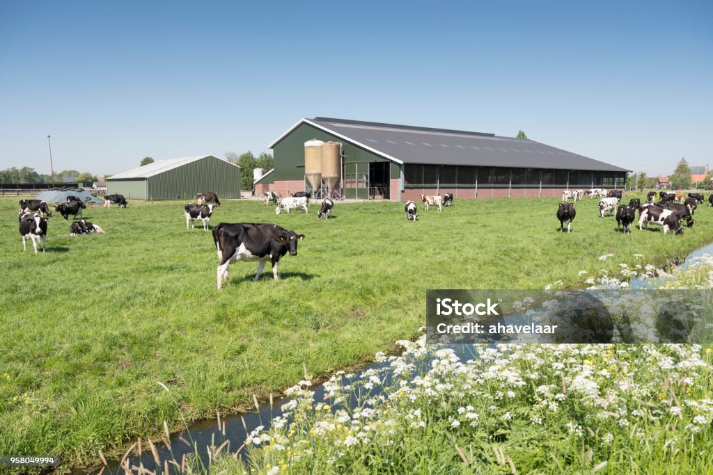 vacas en el Prado dutch día soleado de verano en Holanda del sur - Foto de stock de Granja libre de derechos
