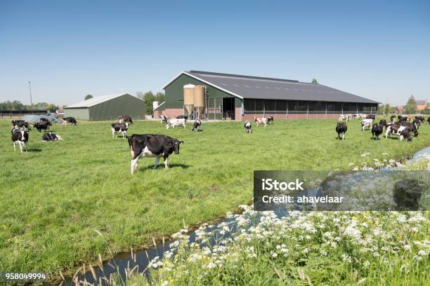 Vacas En El Prado Dutch Día Soleado De Verano En Holanda Del Sur Foto de stock y más banco de imágenes de Granja