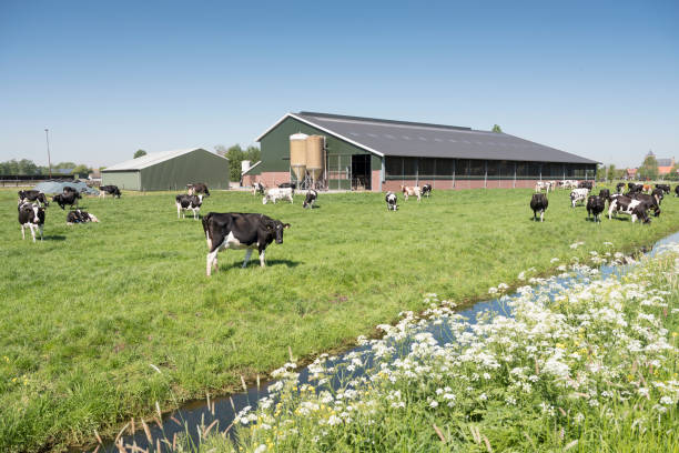 cows in dutch meadow on sunny summer day in south holland cows in dutch meadow on sunny summer day in the netherlands with farm in the background agricultural building photos stock pictures, royalty-free photos & images