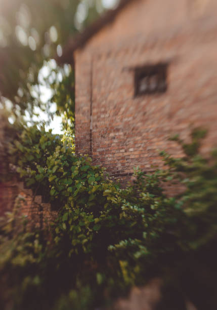 picturesque old brick house and a garden overgrown with grapes. Summer in a village in Italy