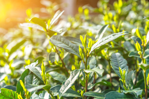 ogródek herbaciany - herbal medicine green tea crop tea zdjęcia i obrazy z banku zdjęć