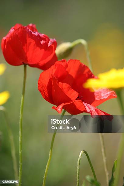 Flores Foto de stock y más banco de imágenes de Fecha tope - Fecha tope, Verano, Aire libre