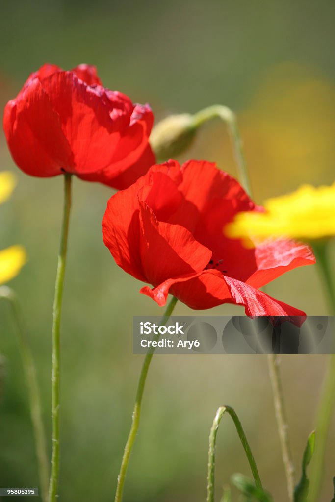 fiori - Foto stock royalty-free di Estate