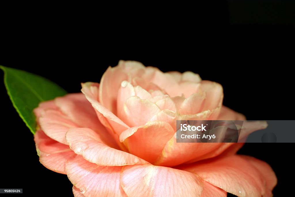 Camelia - Foto stock royalty-free di Bellezza naturale