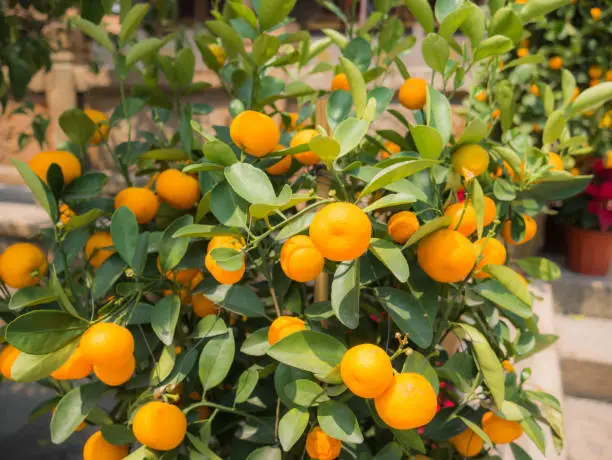 Mandarin orange is small orange type and very popular in china