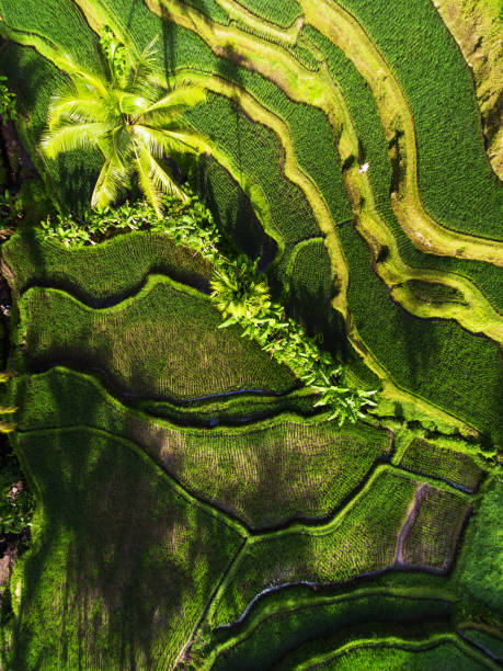 istock Tegallalang Rice terraces 958056058