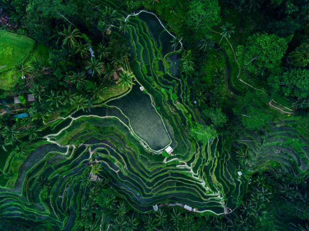 istock Tegallalang Rice terraces 958056060