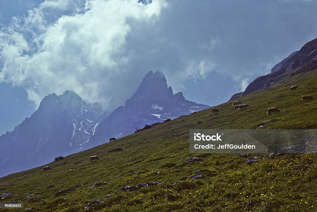 Les bovins paissant dans la Prairie - Photo de Alpes européennes libre de droits