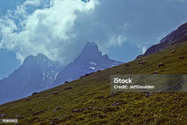 Photo libre de droit de Les Bovins Paissant Dans La Prairie banque d'images et plus d'images libres de droit de Alpes européennes - Alpes européennes, Alpes suisses, Beauté de la nature