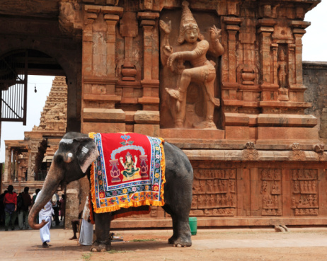 Thanjavur, India -July 31,2102 :A temple elephant, guided by its mahout, walks on the premises of Brihadeeswarar temple in Thanjavur,Tamil Nadu, India.