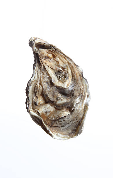 istock closed oyster end of clear 95805863