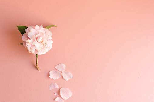 High angle view of wilting Japanese camellia flower with scattered petals on pink background (selective focus)