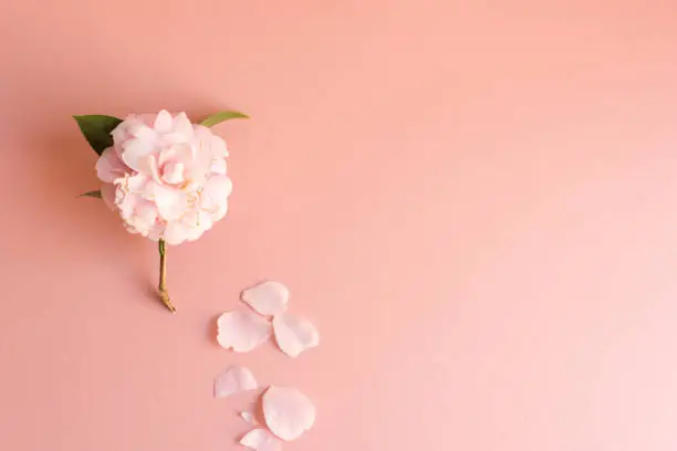 Photo of Camellia Japonica on pink background with scattered petals