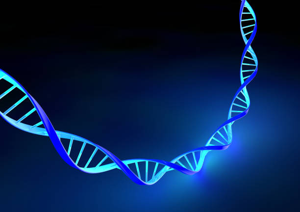 istock DNA, Deoxyribonucleic acid is a thread-like chain of nucleotides carrying the genetic instructions used in the growth, development, functioning and reproduction. DNA helix 958059656