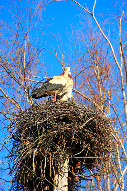 Pair of storks sitting in nest. Peaceful birds on background of blue sky. Storks returning to their nests in spring. Two stocks on nest. Stork nest on blue sky background