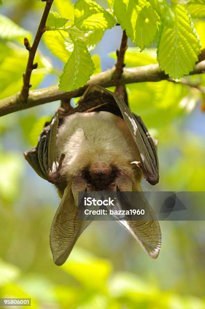 Photo libre de droit de Regardant Vers Le Bas banque d'images et plus d'images libres de droit de Chauve-souris - Chauve-souris, Marron - Couleur, Animaux à l'état sauvage