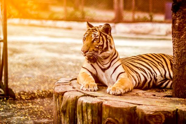 istock Tiger is lying down and looking for the victim. 958060120