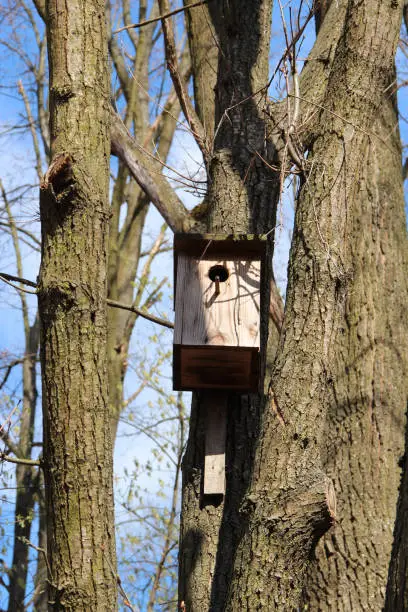 Nest box between trees. Empty nest box waiting for its inhabitants. House for birds