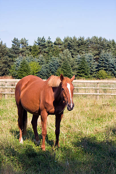 istock Chestnut horse standing in a field 95806070