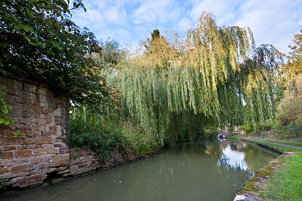 istock Canal passing under a weeping willow in English countryside 95806072
