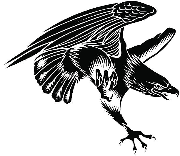 eagle vector art illustration