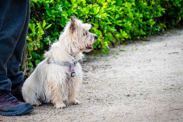 istock The Cairn Terrier with the owner in the Park 958061484