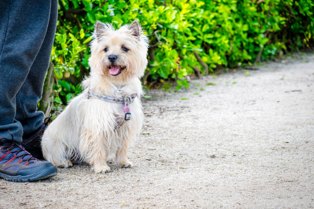 istock The Cairn Terrier with the owner in the Park 958061520