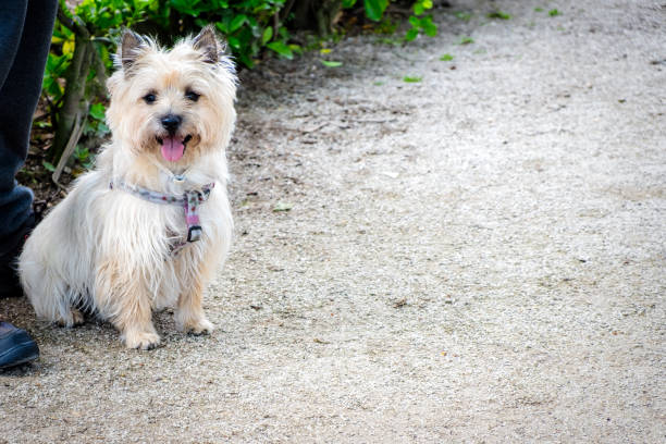 istock The Cairn Terrier with the owner in the Park 958061568