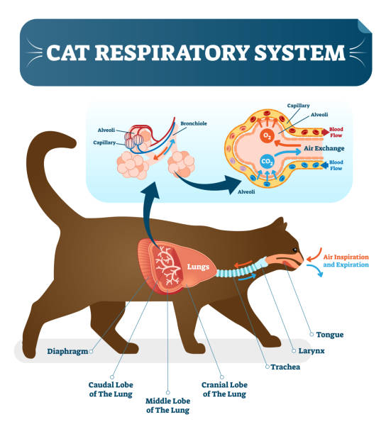 illustrazioni stock, clip art, cartoni animati e icone di tendenza di sistema respiratorio del gatto, poster di illustrazione vettoriale di anatomia veterinaria con polmoni e schema di diagramma capillare. - nasal cavity