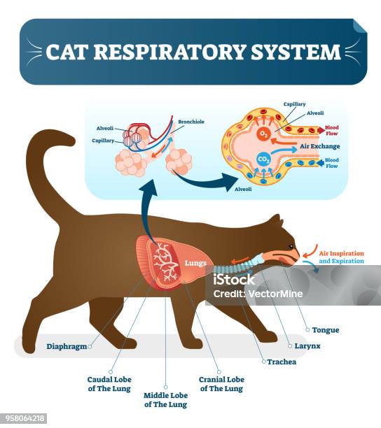 Cat Respiratory System Vet Anatomy Vector Illustration Poster With Lungs And Capillary Diagram Scheme Stock Illustration - Download Image Now