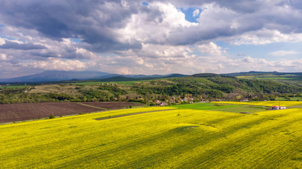 istock Aerial view of rapeseed field. 958065020