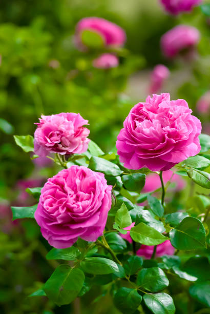istock Trio of pink Roses 958065366