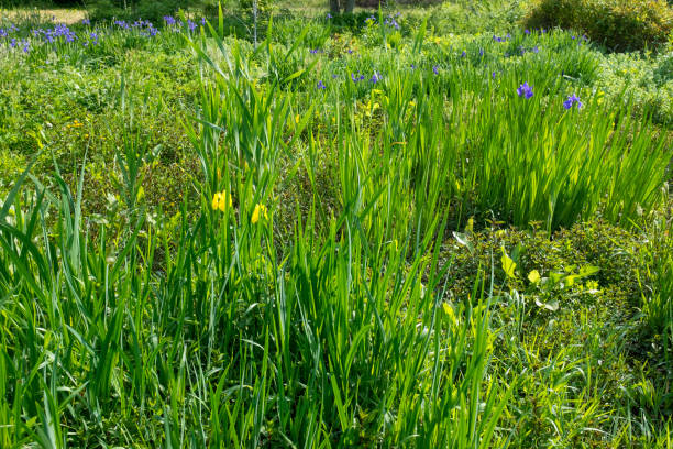istock Iris Pseudacorus blooming in the swamp. 958065878