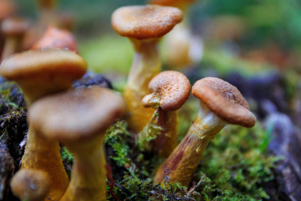 istock Beautiful forest mushrooms and moss on tree trunk. 958068678