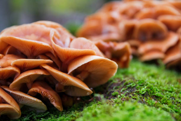 istock Beautiful forest mushrooms and moss on tree trunk. 958069024
