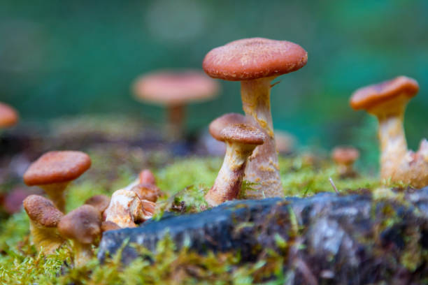 istock Beautiful forest mushrooms and moss on tree trunk. 958069388
