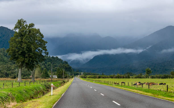 istock New Zealand rainforest road 958070800