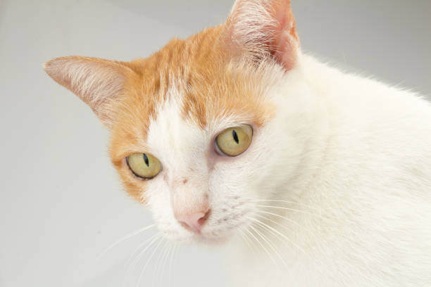 istock Stray cat hair color orange and white. studio. closeup 958071244
