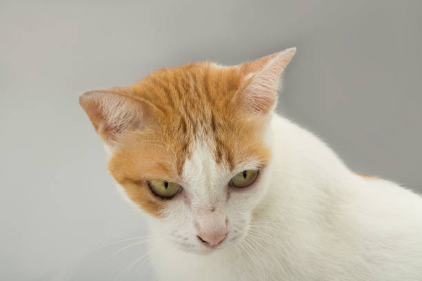 istock Stray cat hair color orange and white. studio. closeup 958071250